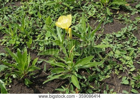Single Yellow Flower Of Oenothera Macrocarpa In June