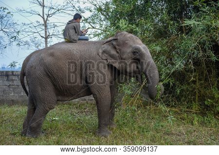 Elephant Eating Bamboo At Chitwan National Park In Nepal