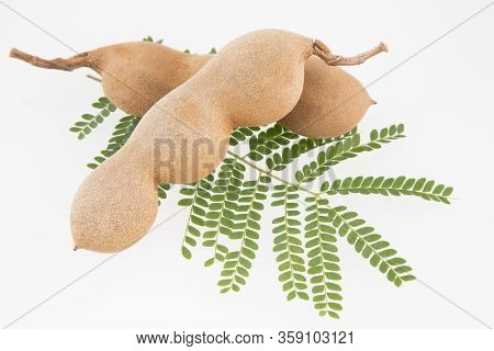 Tamarind Tropical Fruit - Tamarindus Indica. White Background