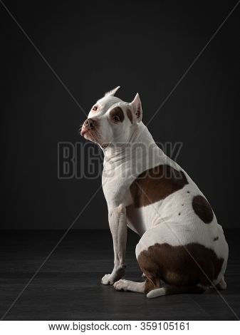 The Dog Sits With Its Back, Turned Away And Looks At The Camera. Beautiful Spotted Pit Bull Terrier.