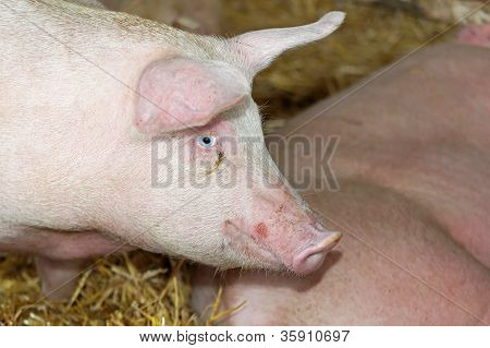 Schwein