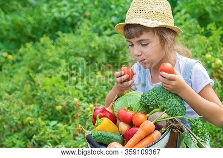 Child In The Garden With Vegetables In His Hands. Selective Focus.