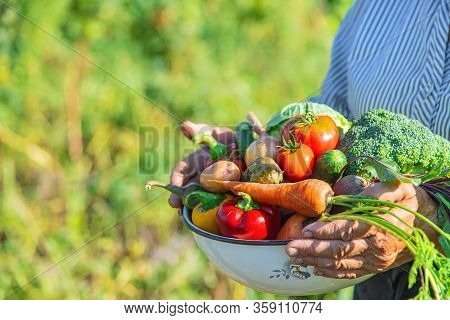 Grandmother In The Garden With Vegetables In Their Hands. Selective Focus.