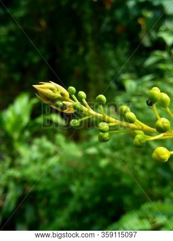 Biancaea Sappan (caesalpinia Sappan L., Sappanwood, Secang, Sepang, Indian Redwood) With Natural Bac