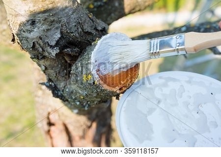 Protecting The Pruned Branch Of The Fruit Tree - With Garden Paste