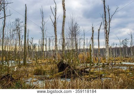 Dead Tree Trunks In A Swamp Near Poratz In The German Uckermark Region