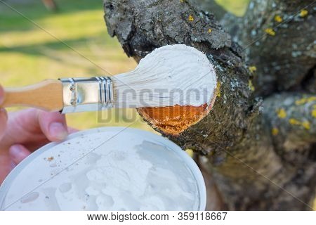 Protecting The Pruned Branch Of The Fruit Tree - With Garden Paste