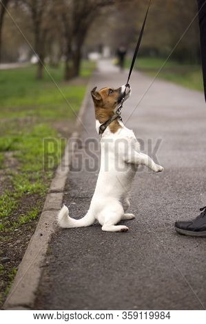 Dog Jack Russell Terrier Is Waiting For A Treat From The Owner