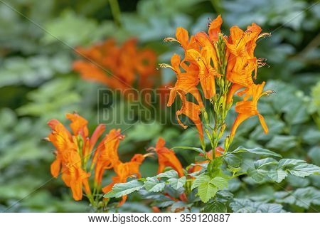 Tecoma Capensis (common Name Cape Honeysuckle) Is A Species Of Flowering Plant In The Family Bignoni