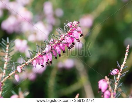 Blooming Calluna Vulgaris, Known As Common Heather, Ling, Or Simply Heather. Natural Spring Backgrou
