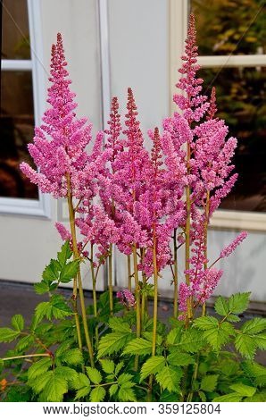 Pink Astilbe Flowers