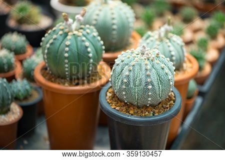 Astrophytum Asterias Cactus In Flower Pot Show Nature Background