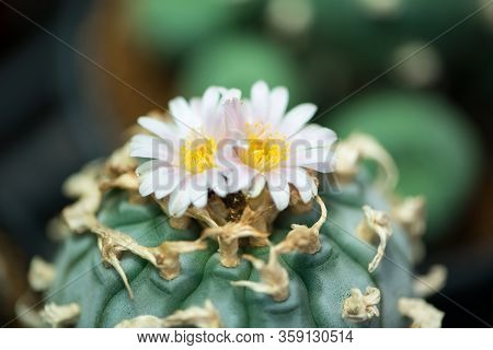 Lophophora Sp. Cactus And Flower Show Nature Background