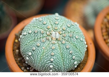 Astrophytum Asterias Cactus In Flower Pot Show Nature Background