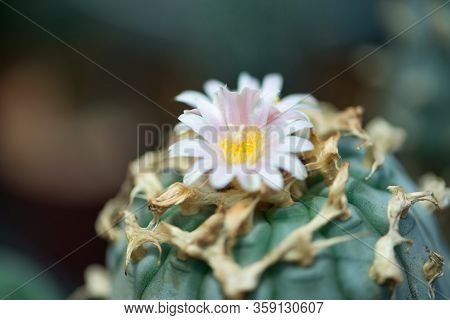 Lophophora Sp. Cactus And Flower Show Nature Background