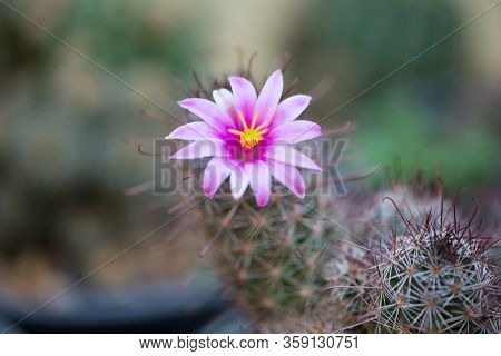 Pink Flower Of Cactus In Garden Show Nature Background