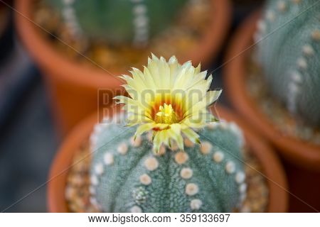 Astrophytum Asterias Cactus And Flower In Pot