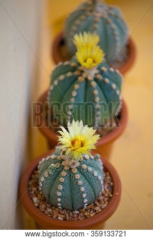Astrophytum Asterias Cactus And Flower In Pot