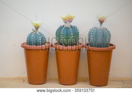 Astrophytum Asterias Cactus And Flower In Pot