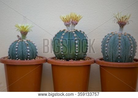 Astrophytum Asterias Cactus And Flower In Pot