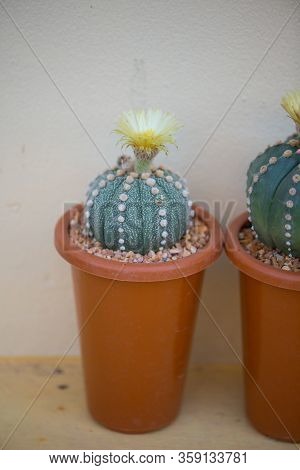 Astrophytum Asterias Cactus And Flower In Pot