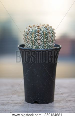 Astrophytum Asterias 