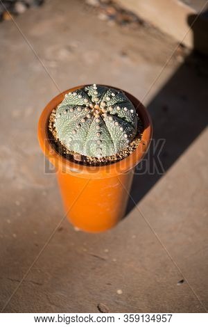 Astrophytum Asterias 