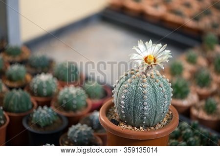 Astrophytum Asterias 