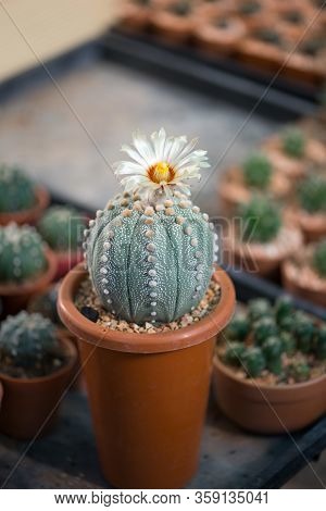 Astrophytum Asterias 