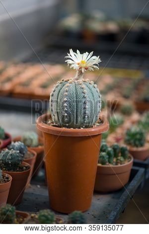 Astrophytum Asterias 