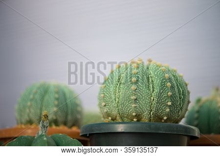 Astrophytum Asterias 