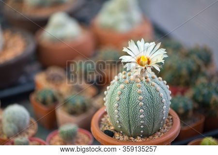 Astrophytum Asterias 