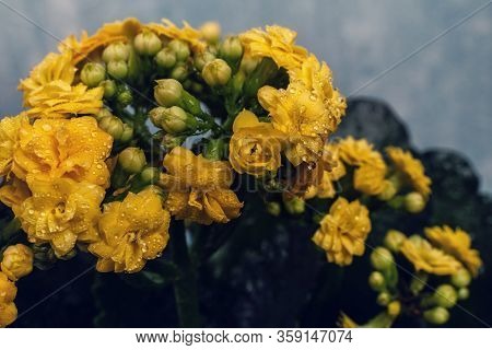 Kalanhoe Flower With Drops On Isolated Background. Macro Shoot
