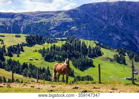 View Of A Horse With Dolomites In The Background