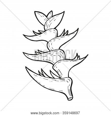 Single Hand Drawn Heliconia Flower, Exotic Tropical Flower. In Doodle Style, Black Outline Isolated 