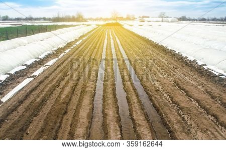 Watering Rows Of Carrot Plantations In An Open Way. Heavy Copious Irrigation After Sowing Seeds. Agr