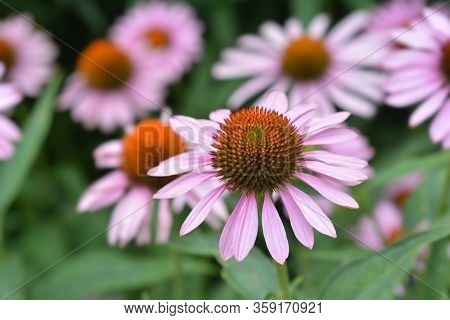 Pink Coneflower Rubinstern - Latin Name - Echinacea Purpurea Rubinstern