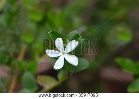 Natal Plum Flower - Latin Name - Carissa Macrocarpa