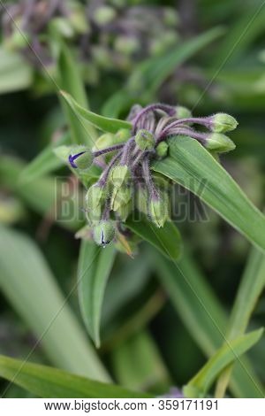 Spiderwort Flower Buds - Latin Name - Tradescantia Virginiana Coelestis