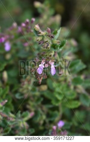 Common Germander Pink Flowers - Latin Name - Teucrium Chamaedrys