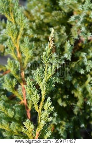 Flaky Juniper Blue Swede - Latin Name - Juniperus Squamata Blue Swede
