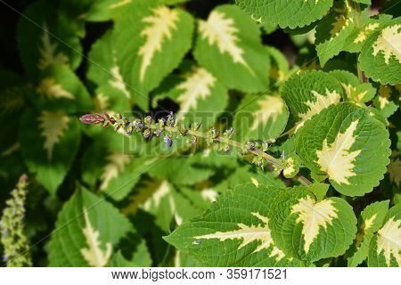 Painted Nettle Flower - Latin Name - Plectranthus Scutellarioides (solenostemon Scutellarioides)