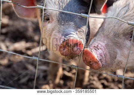 Saddleback Piglets, Sus Scrofa Domesticus, Behind The Fencing Of A Pigsty