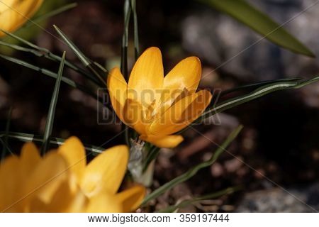 Yellow Crocus, Crocus Flavus