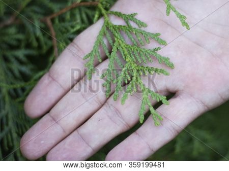 A Close-up Photo Of The Chinese Thuja Leaves, Whose Latin Name Is Thuja Sutchuenensis. Close Up.