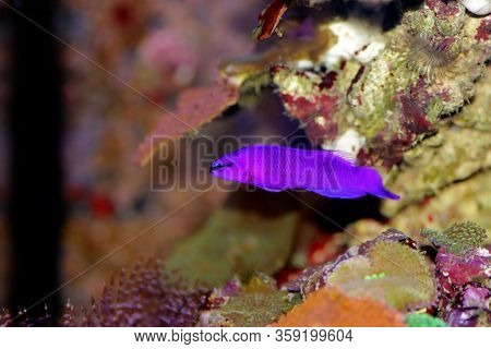 Orchid Dottyback Salt Water Fish - Pseudochromis Fridmani