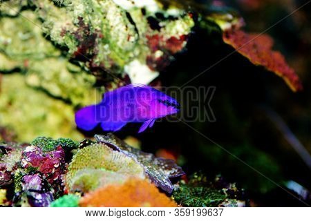 Orchid Dottyback Salt Water Fish - Pseudochromis Fridmani