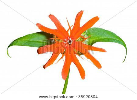 ดอกไม้ (lychnis Cognata)