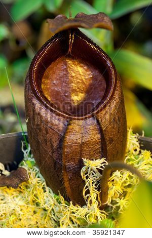 Nepenthes