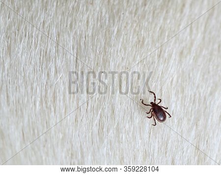 Brown Dog Tick, Rhipicephalus Sanguineus On White Fur, Close Up Of A Parasite With Copy Space